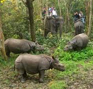Jungle Safari in Nepal